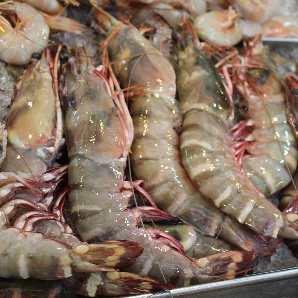 Fresh King Tiger Prawns|XXL 虎虾 [1kg]