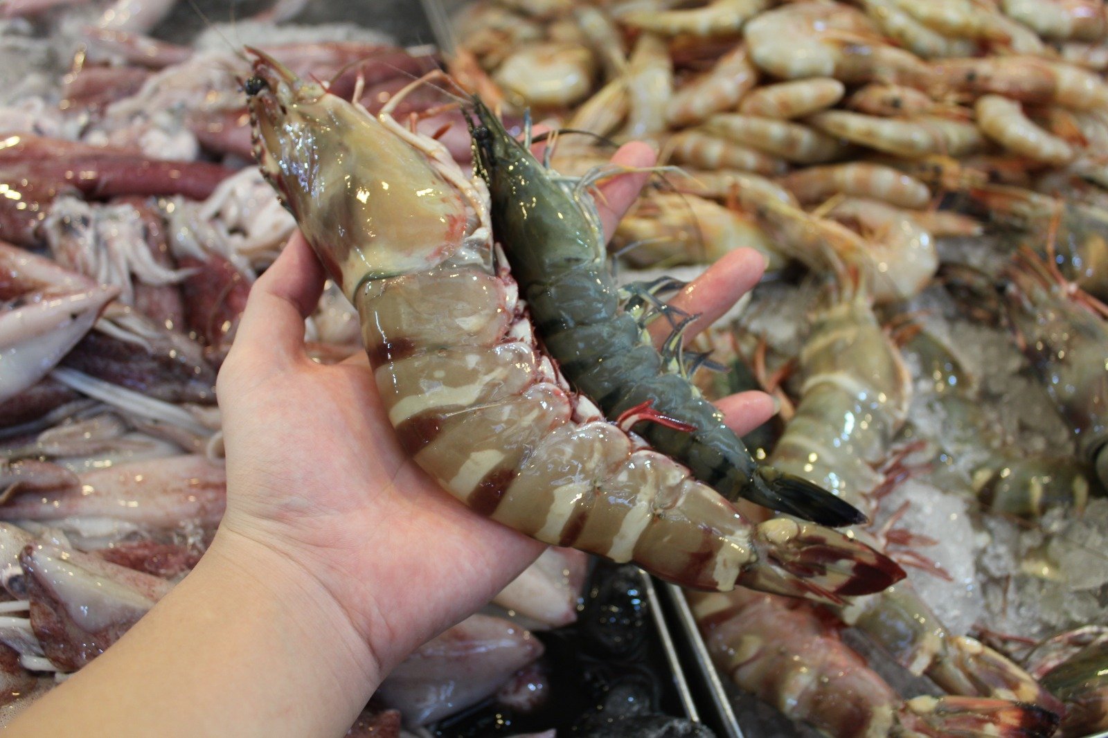 Fresh King Tiger Prawns|XXL 虎虾 [1kg]