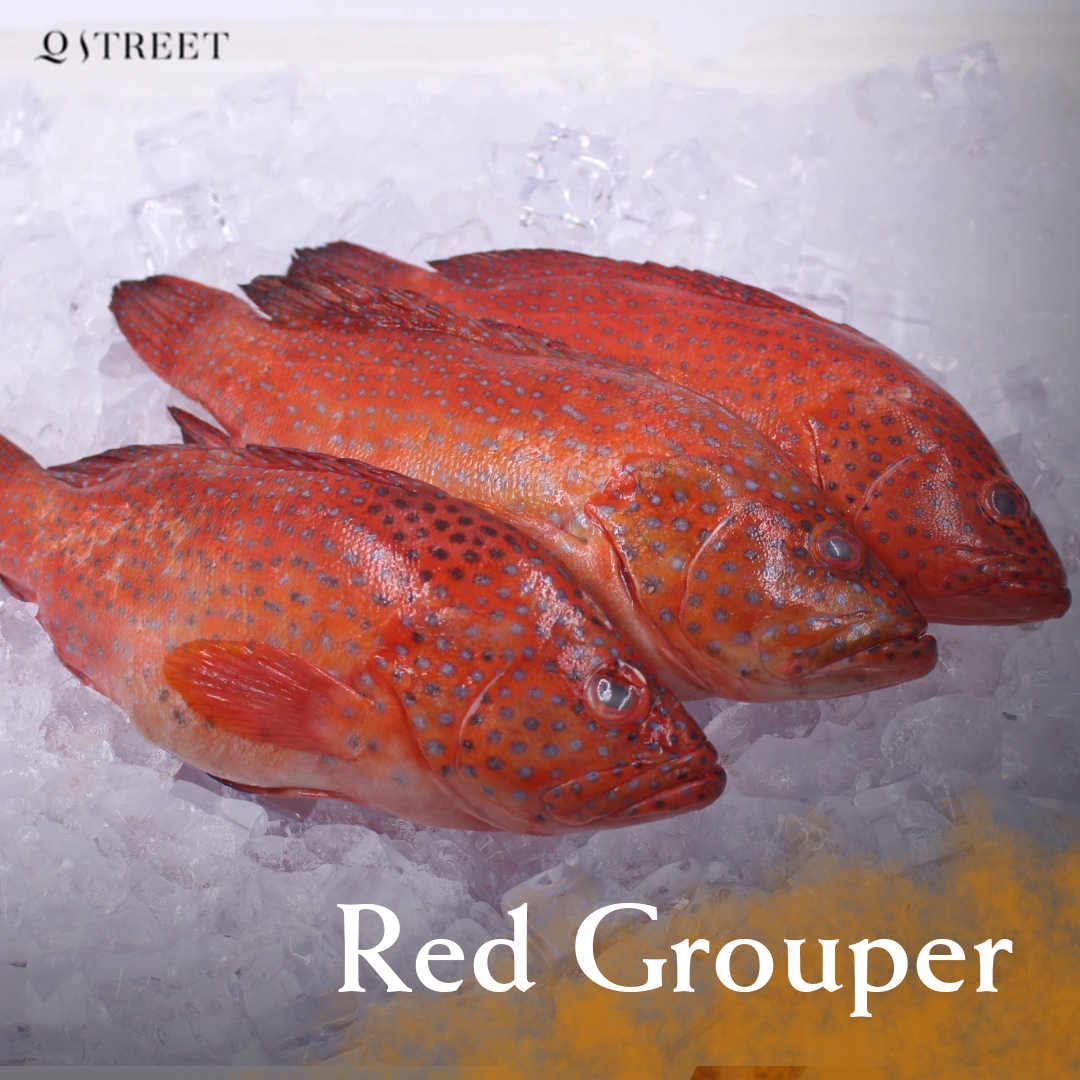 Red Grouper |七星斑|[500g to 1kg]