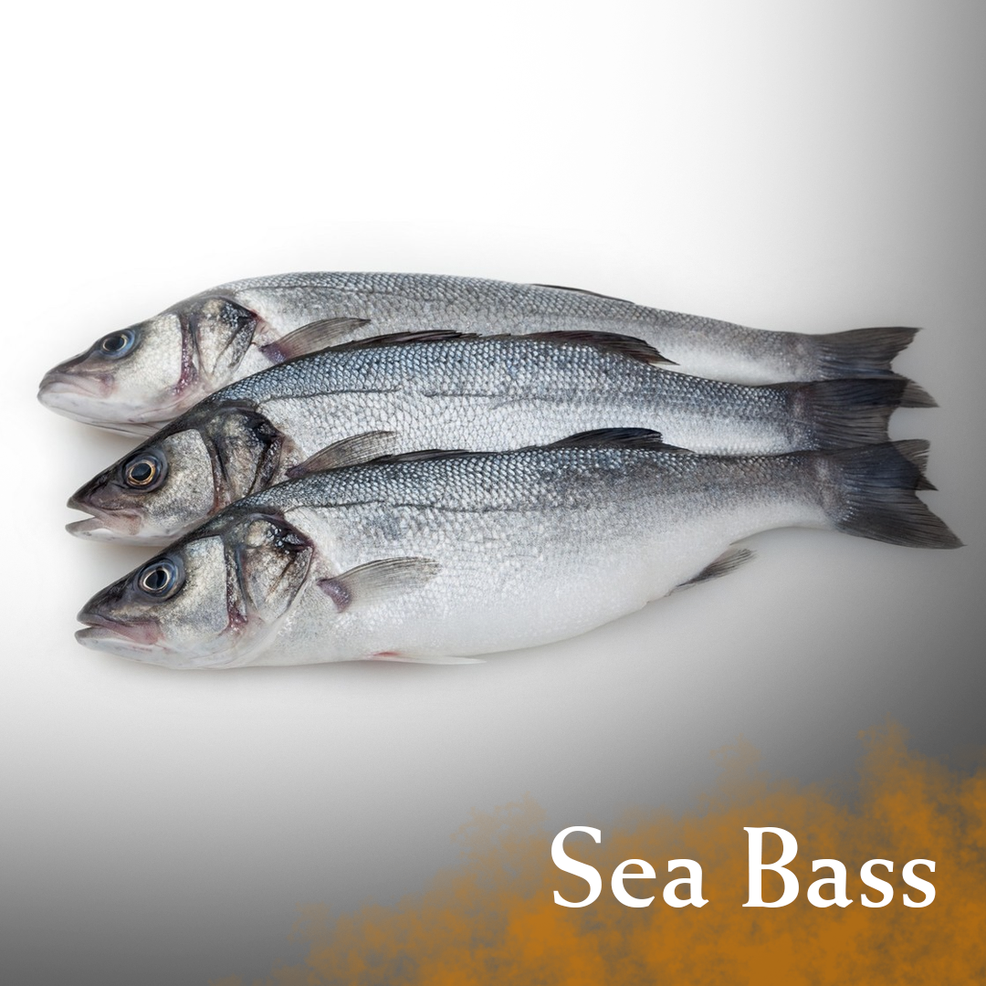 Sea Bass |金目鲈| [500g - 3kg]