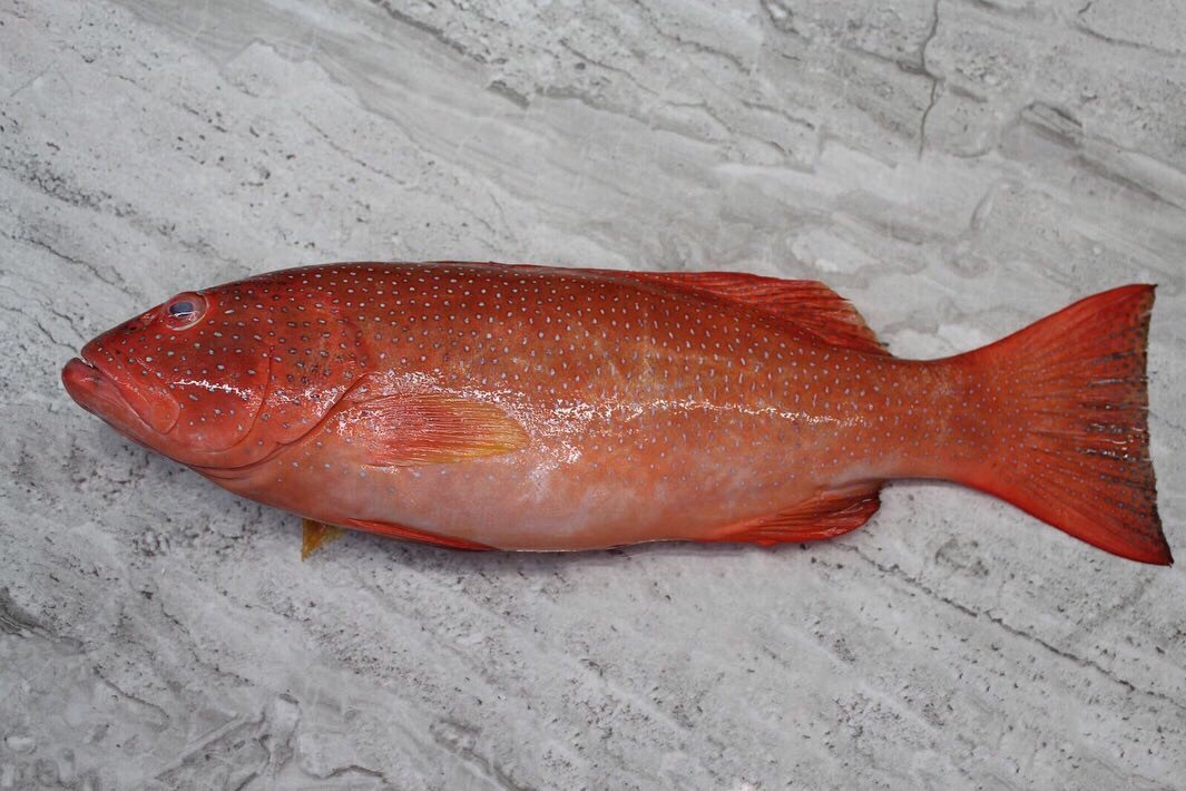 Red Grouper |七星斑|[500g to 1kg]