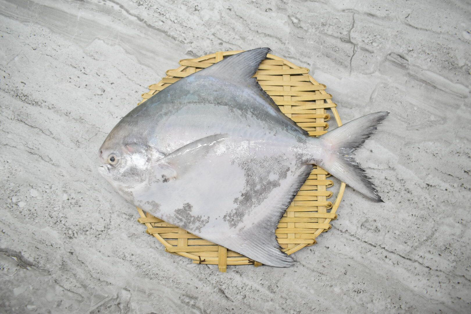 Chinese Pomfret |斗鲳鱼| [500g - 1.4kg]