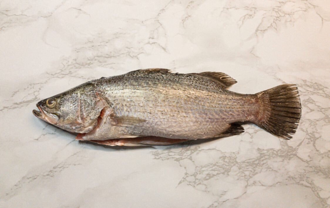 Sea Bass |金目鲈| [500g - 3kg]